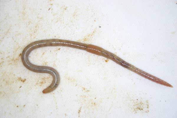 Photo of Octolasion tyrtaeum by Earthworm Research Group University of Lancashire